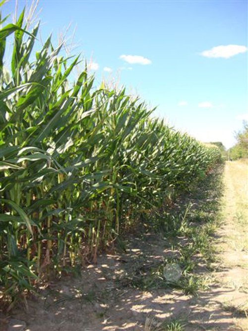 Property photo 4 - 75.5 Acres Offered in 5 Tracts